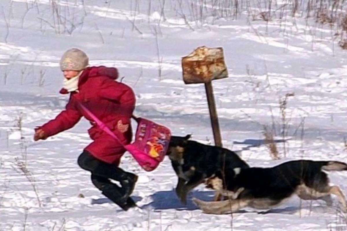 "По ГТВ неможливо ходити": у Лисичанську бродячі собаки нападають на місцевих жителів "По ГТВ неможливо ходити": у Лисичанську бродячі собаки нападають на місцевих жителів
