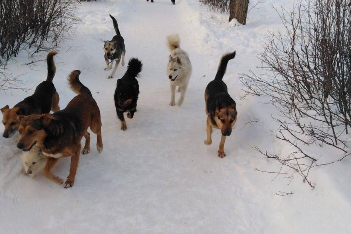 Як в Лисичанську будуть регулювати чисельність бродячих собак Як в Лисичанську будуть регулювати чисельність бродячих собак