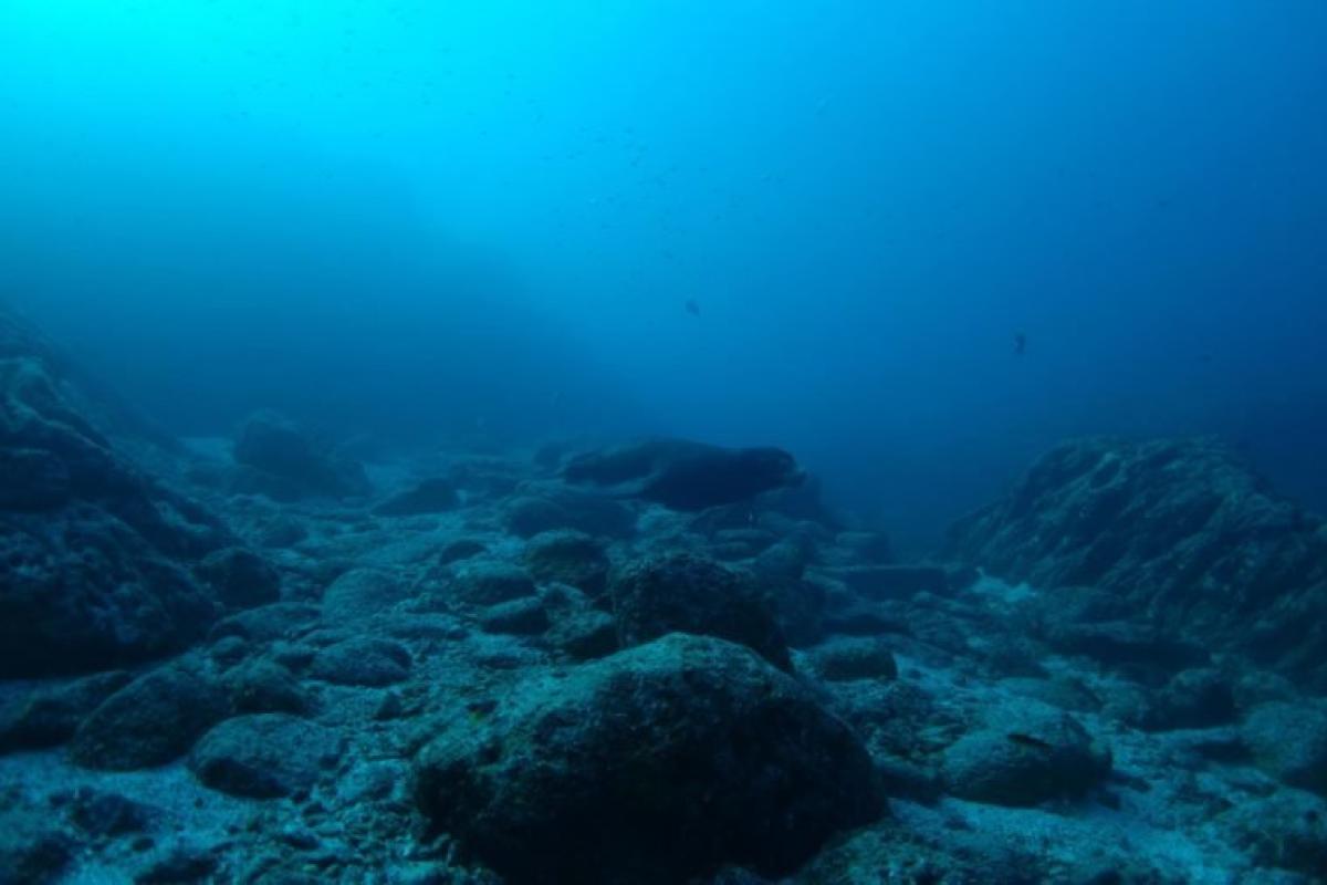 Моторошні таємниці океану: що приховують в собі глибинні води