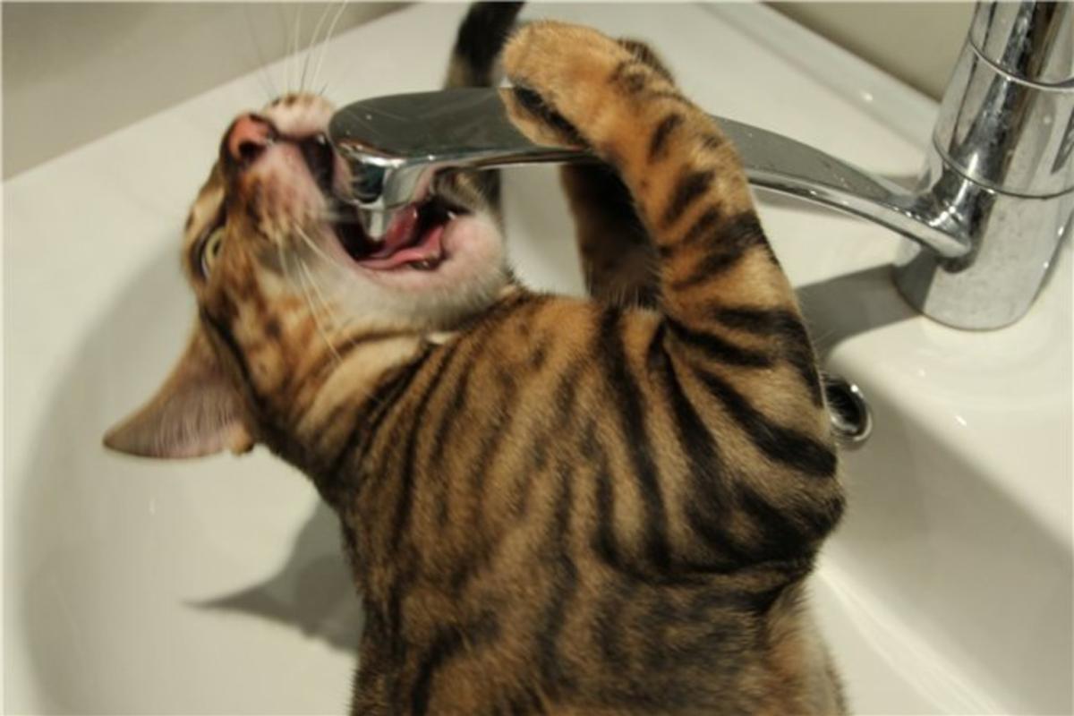 Не забудьте зробити запаси: "Лисичанськводоканал" попередив про перебої з водопостачанням Не забудьте зробити запаси: "Лисичанськводоканал" попередив про перебої з водопостачанням