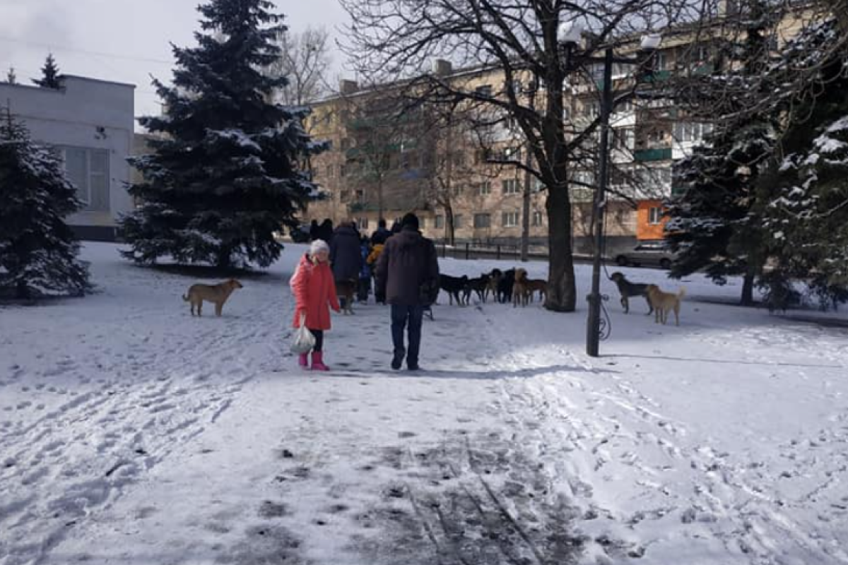 "Собачий конвой", или Как дети в Лисичанске боятся ходить по улицам города "Собачий конвой", или Как дети в Лисичанске боятся ходить по улицам города