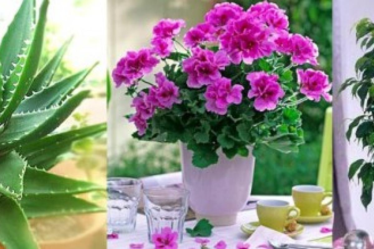 Названі 4 кімнатних рослини, які повинні бути в кожній квартирі Названі 4 кімнатних рослини, які повинні бути в кожній квартирі