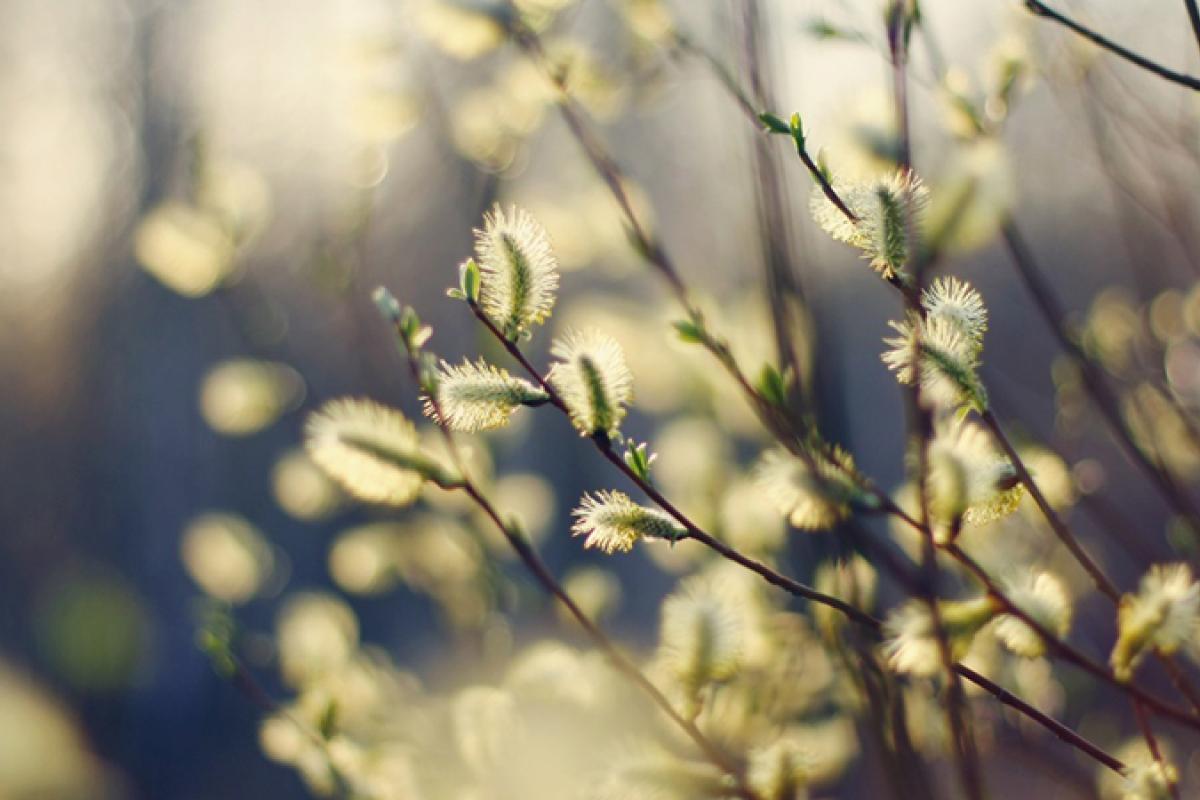 В Україну йде похолодання, у Вербну неділю можливий мокрий сніг у деяких областях В Україну йде похолодання, у Вербну неділю можливий мокрий сніг у деяких областях