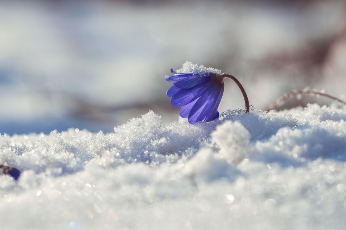 Квітневі жарти погоди: частину України охопить холод, снігопади та дощі Квітневі жарти погоди: частину України охопить холод, снігопади та дощі
