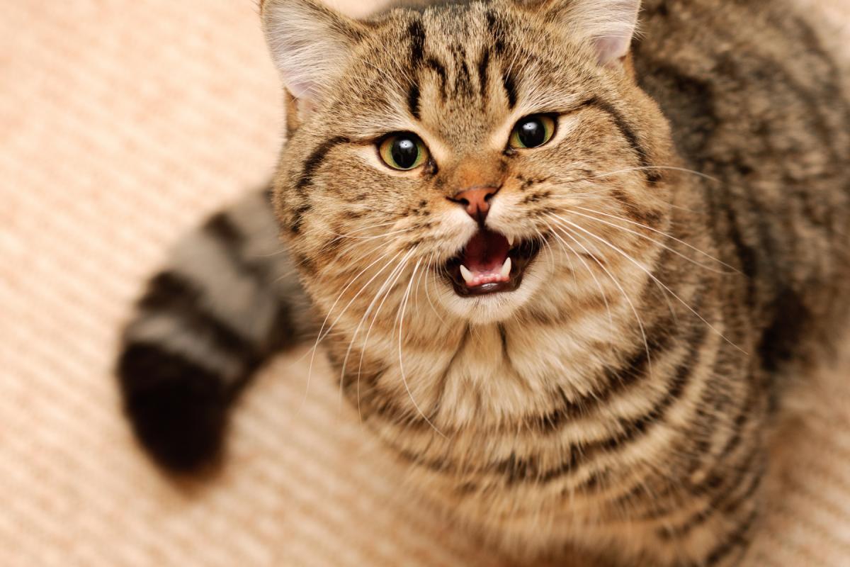 Как понять кошачий "язык": 8 сигналов, которыми питомец хочет вам что-то сказать Как понять кошачий "язык": 8 сигналов, которыми питомец хочет вам что-то сказать