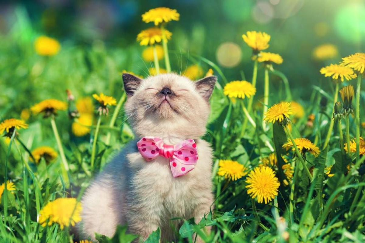 Синоптики обіцяють українцям більш теплий травень, ніж зазвичай Синоптики обіцяють українцям більш теплий травень, ніж зазвичай