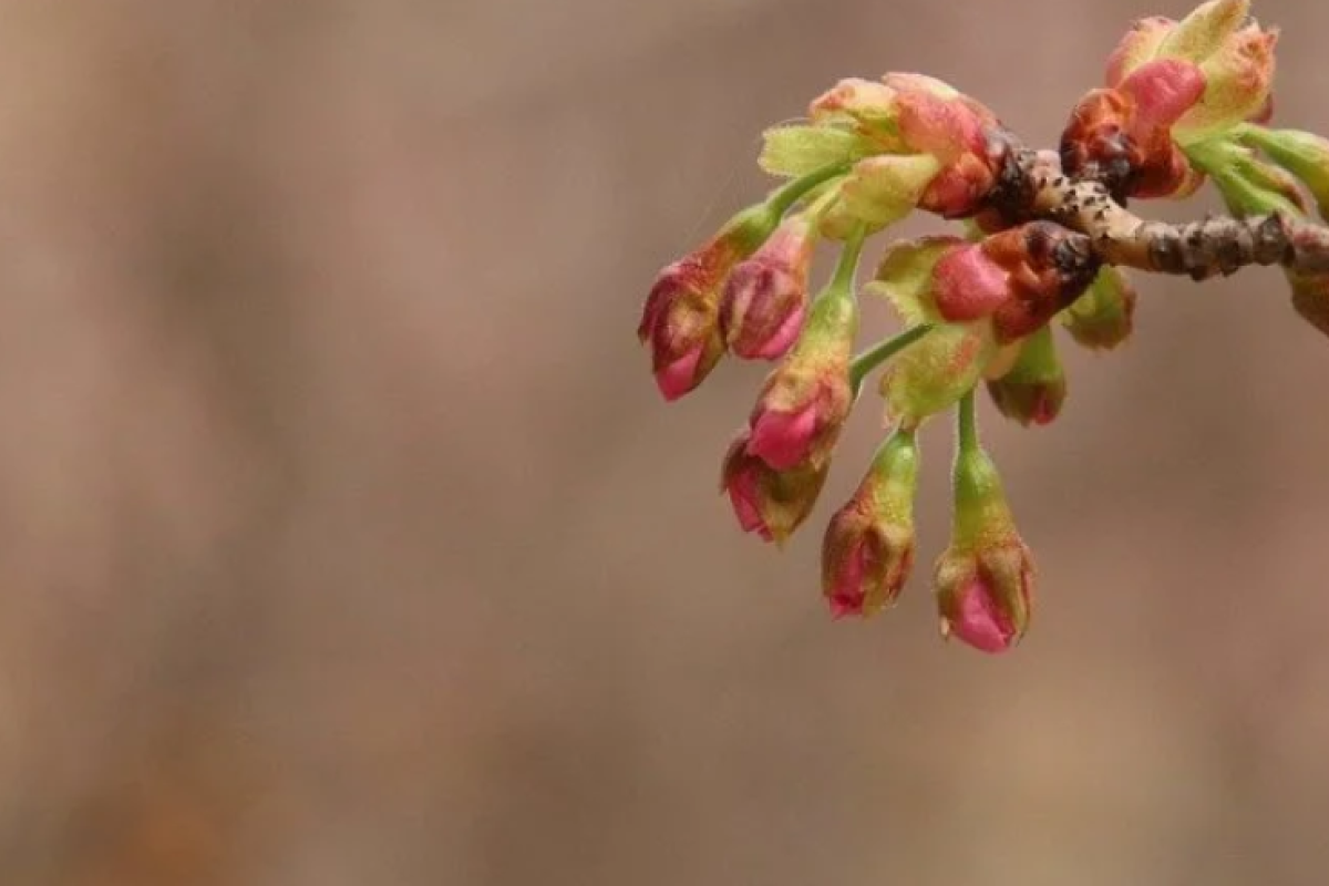 В Україну прийде різке похолодання: в яких областях приморозить В Україну прийде різке похолодання: в яких областях приморозить