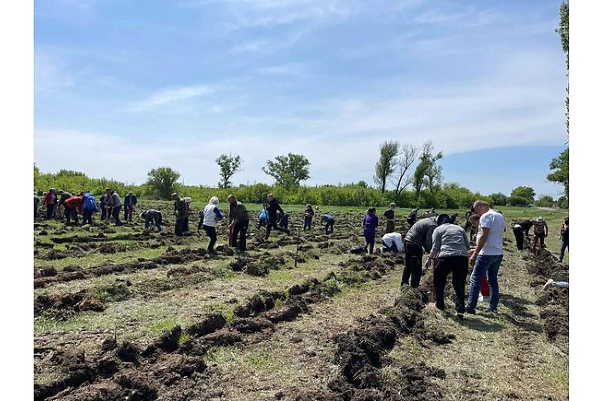 Військовослужбовці та волонтери висадили на Луганщині сосновий гай Військовослужбовці та волонтери висадили на Луганщині сосновий гай