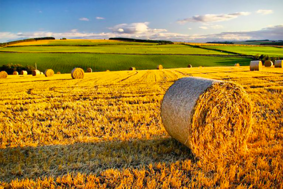 Завершение земельной реформы: Рада узаконила продажу земли на электронных аукционах