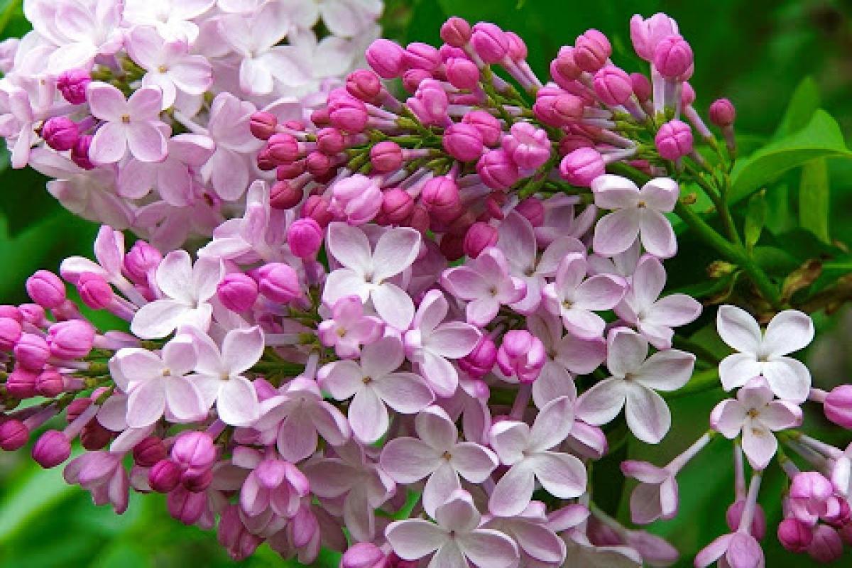 Заморозки та грозові дощі: яка погода чекає українців на цьому тижні і чи буде спека у травні Заморозки та грозові дощі: яка погода чекає українців на цьому тижні і чи буде спека у травні