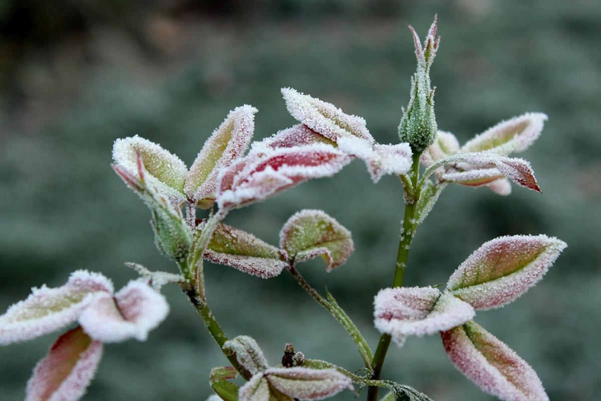 Вночі в Україні вдарять заморозки: яким областям доведеться померзнути