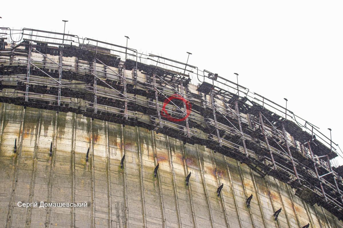В градирне Чернобыльской АЭС поселились редкие обитатели