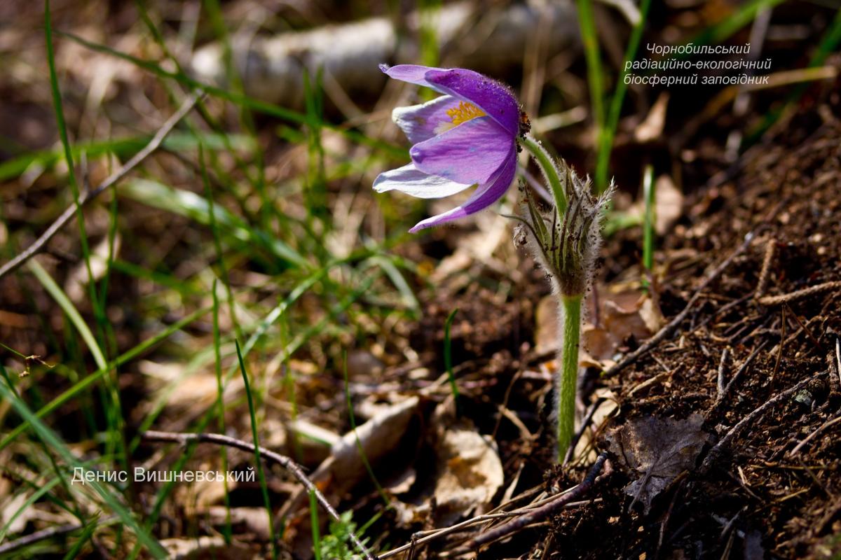 Сон-трава Чорнобиля: у зоні відчуження знайшли дуже рідкісні рослини Сон-трава Чорнобиля: у зоні відчуження знайшли дуже рідкісні рослини