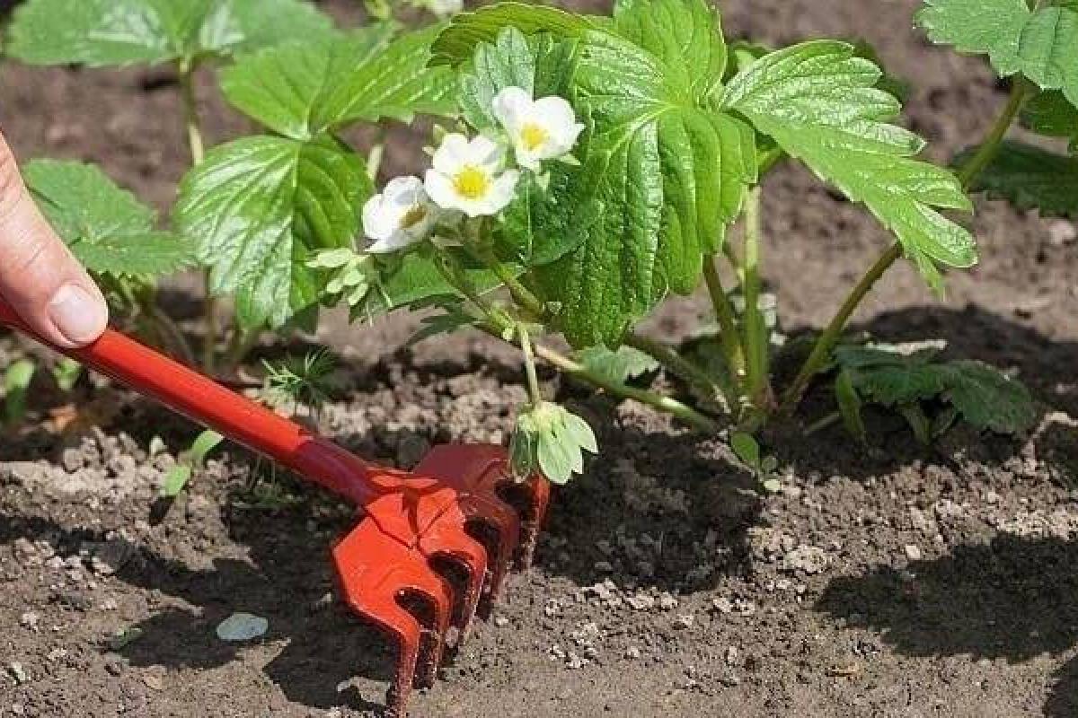 Сезонні турботи на дачі і городі у травні Сезонні турботи на дачі і городі у травні