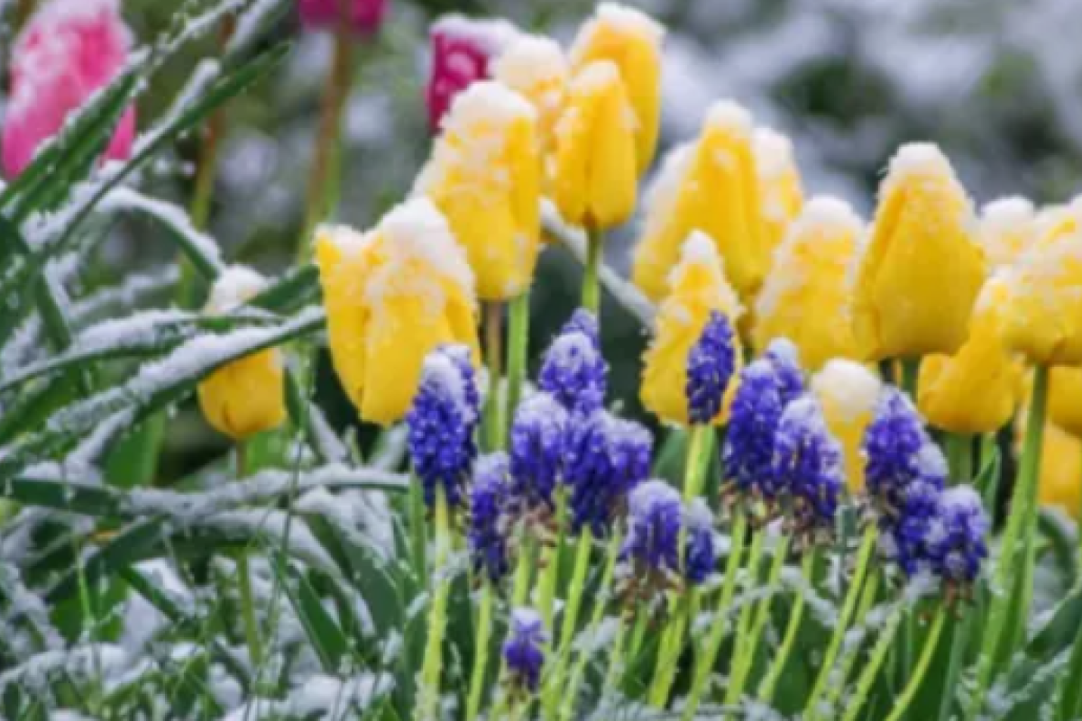 В Україну знову прийдуть заморозки: в яких областях очікується негода В Україну знову прийдуть заморозки: в яких областях очікується негода