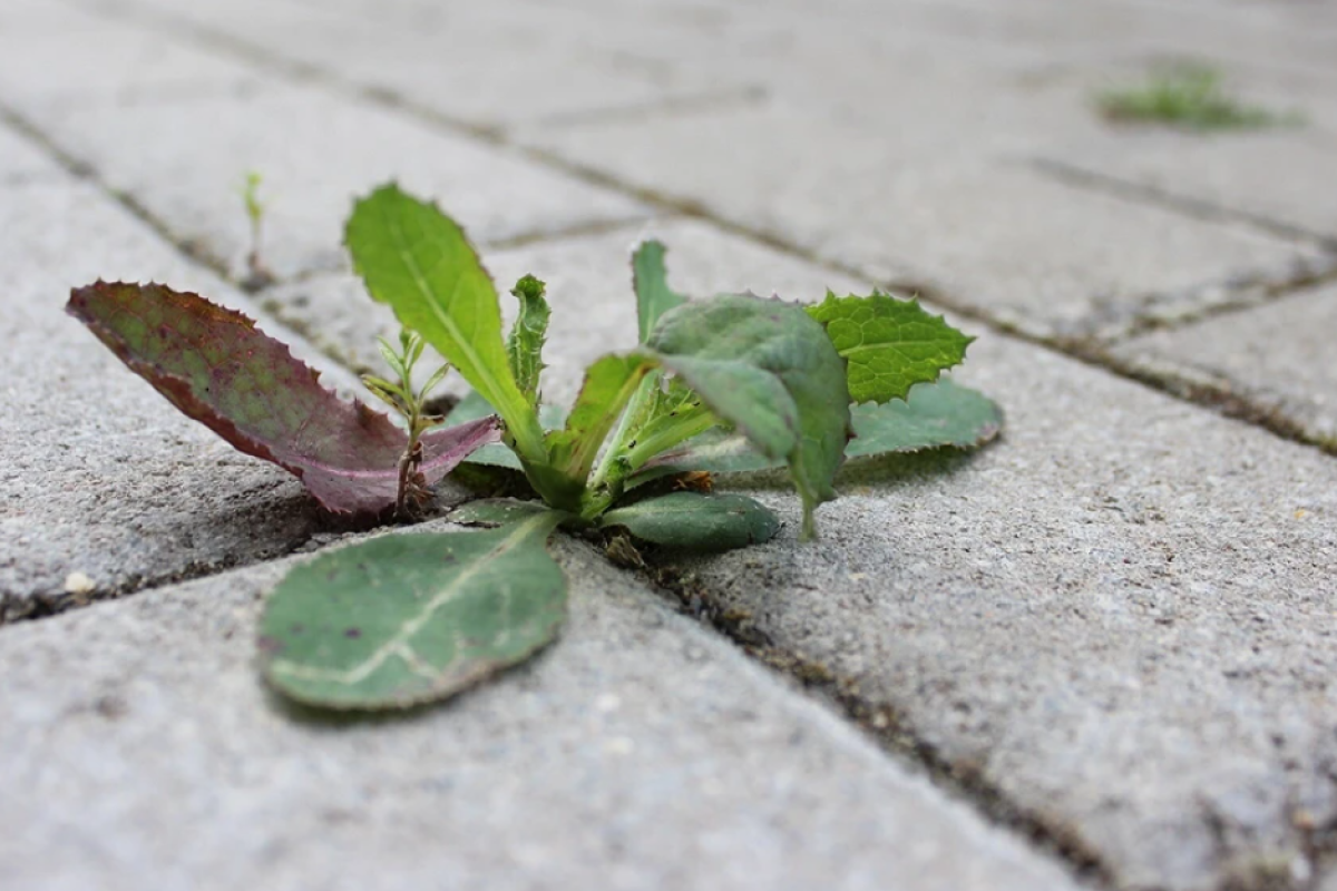 Назван простой способ, который избавит от сорняков ваш огород Назван простой способ, который избавит от сорняков ваш огород
