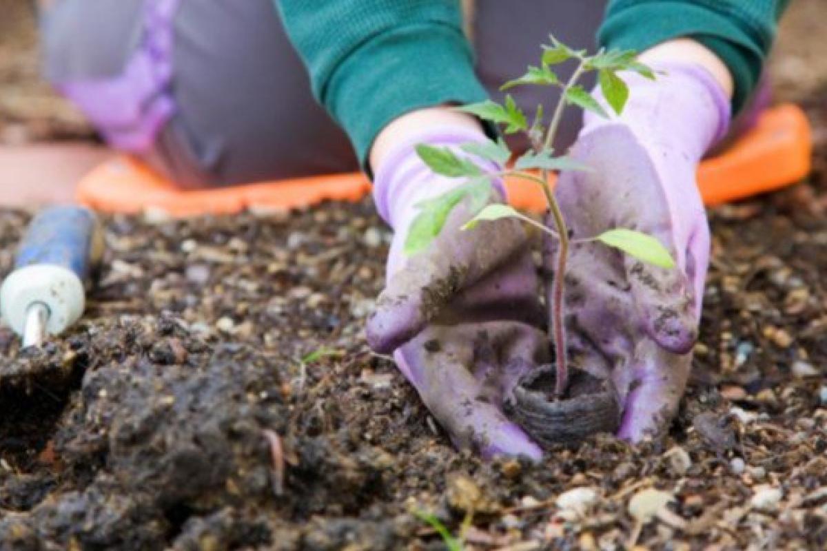 Посівний календар на червень: коли краще садити, щоб мати хороший урожай