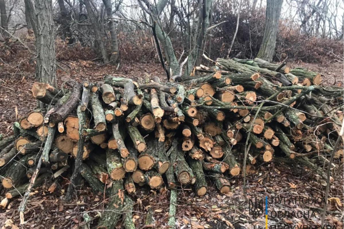 На Луганщині викрили службових осіб, які "під шумок" масштабних пожеж здійснювали незаконну порубку лісу На Луганщині викрили службових осіб, які "під шумок" масштабних пожеж здійснювали незаконну порубку лісу