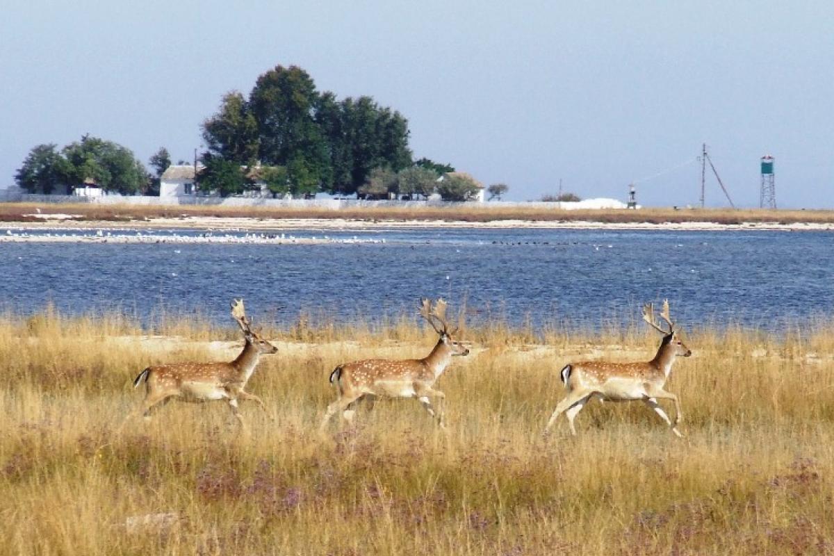 Чисте море і незаймана природа: чим вабить туристів острів-заповідник Бірючий Чисте море і незаймана природа: чим вабить туристів острів-заповідник Бірючий