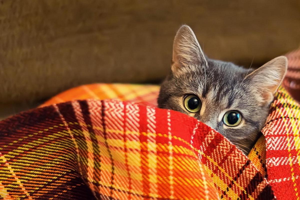 Після 1 вересня на Луганщині стрімко похолодає: вночі можливо до +5 Після 1 вересня на Луганщині стрімко похолодає: вночі можливо до +5