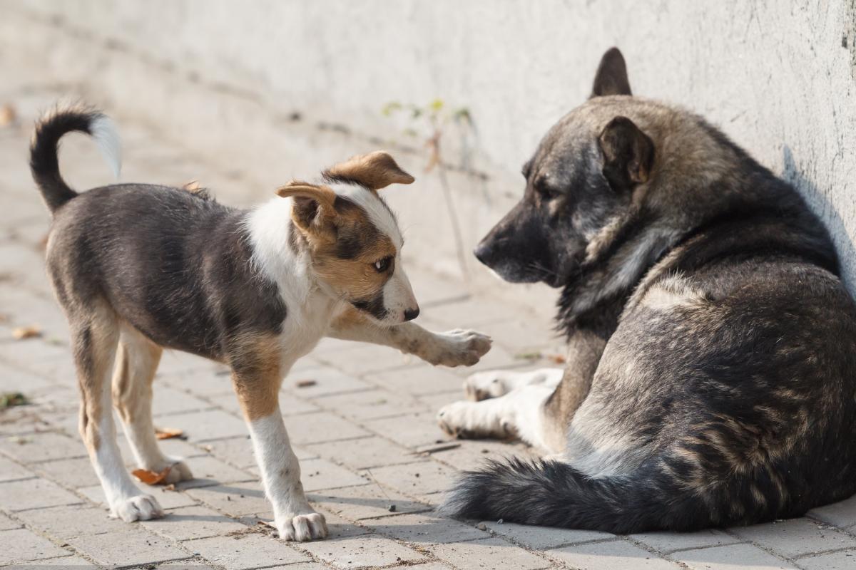 В Лисичанске за бюджетные средства будут стерилизовать бездомных собак В Лисичанске за бюджетные средства будут стерилизовать бездомных собак