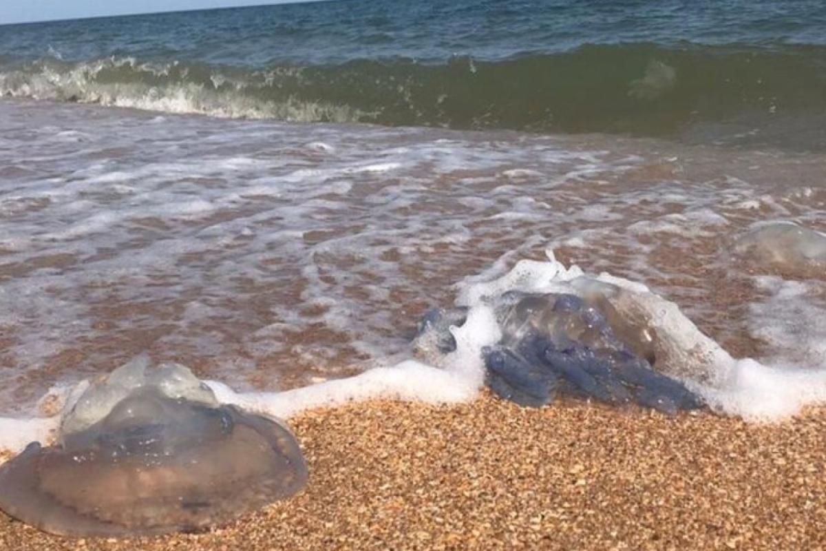 На Азовском море продолжается катастрофа с медузами: у отдыхающих началась интоксикация На Азовском море продолжается катастрофа с медузами: у отдыхающих началась интоксикация