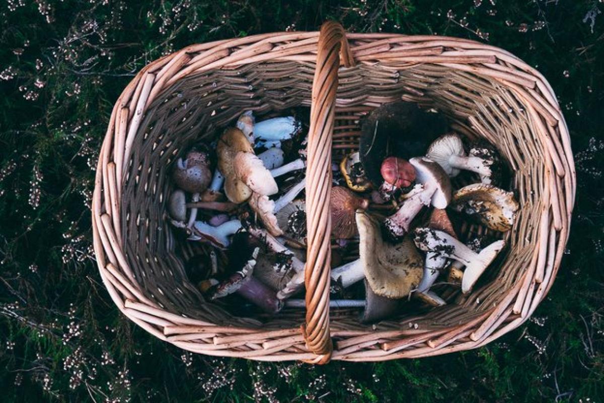 В Лисичанске умерло два человека из-за отравления грибами В Лисичанске умерло два человека из-за отравления грибами