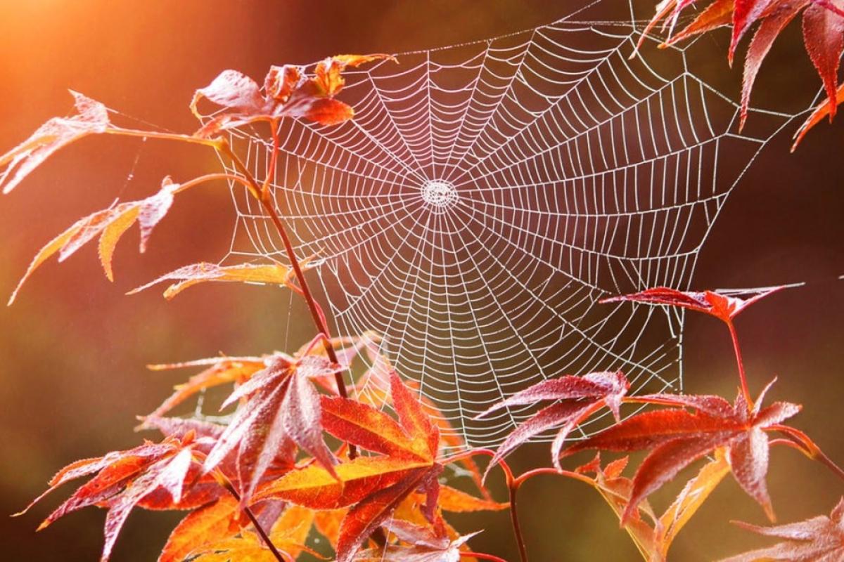 Синоптик Діденко заявила, що в Україну прийшло "бабине літо", але спеки чекати не варто Синоптик Діденко заявила, що в Україну прийшло "бабине літо", але спеки чекати не варто