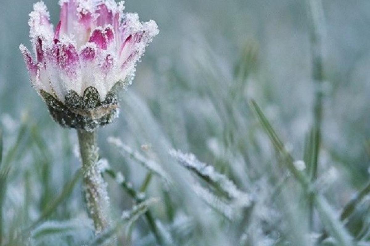 В Україну йдуть перші заморозки: де приморозить до -3 В Україну йдуть перші заморозки: де приморозить до -3