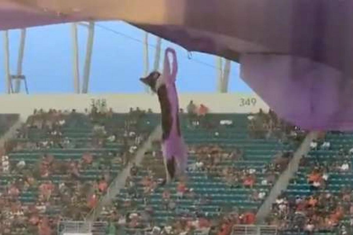 Вболівальники на матчі врятували кота за допомогою американського прапора: відео Вболівальники на матчі врятували кота за допомогою американського прапора: відео