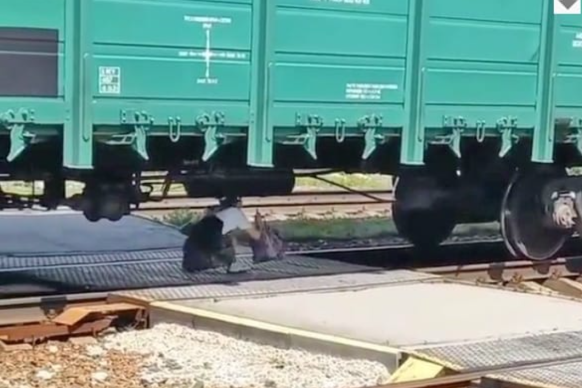 Люди перелазили під вагоном: Укрзалізниця потрапила у черговий скандал Люди перелазили під вагоном: Укрзалізниця потрапила у черговий скандал
