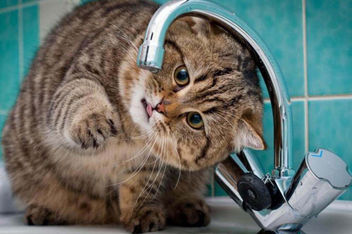 В очікуванні води: Чому в частині Лисичанська другу добу відсутнє водопостачання