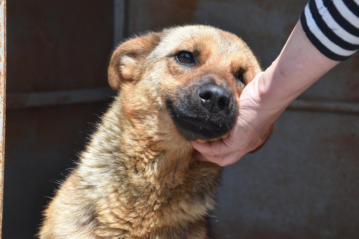 В Украине вступил в силу закон о защите животных: что он запрещает В Украине вступил в силу закон о защите животных: что он запрещает