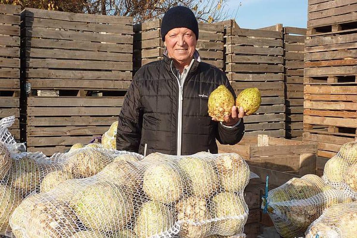 Українські фермери зацікавилися овочем, який може витіснити картоплю з наших городів Українські фермери зацікавилися овочем, який може витіснити картоплю з наших городів