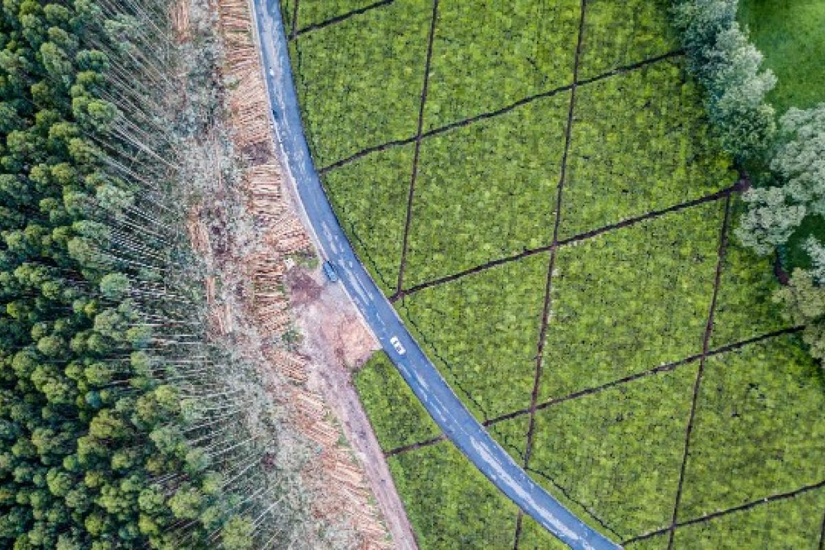 Понад 100 країн світу домовилися зупинити знищення лісів Понад 100 країн світу домовилися зупинити знищення лісів