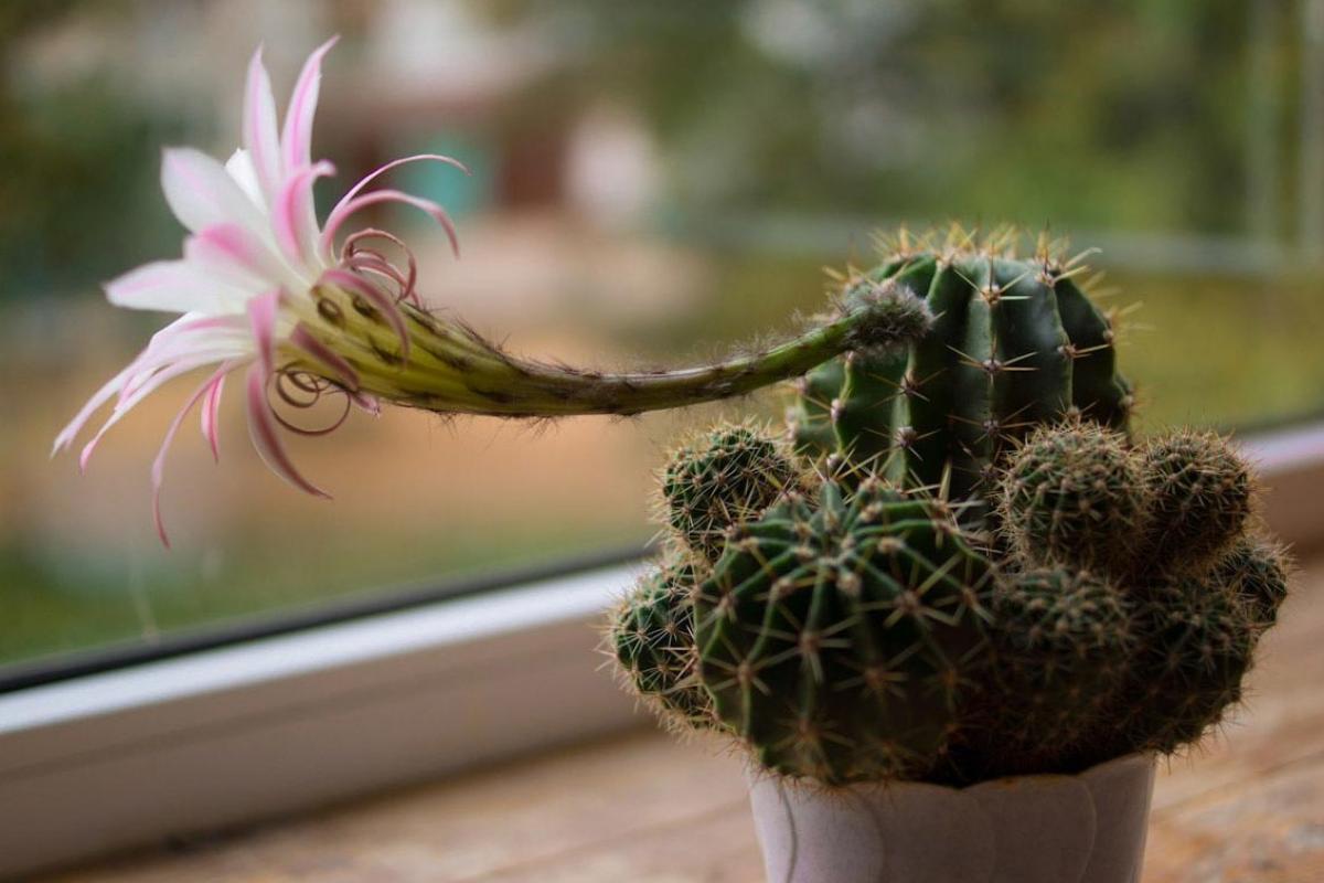До чого цвіте кактус, грошове дерево та інші прикмети про кімнатні рослини