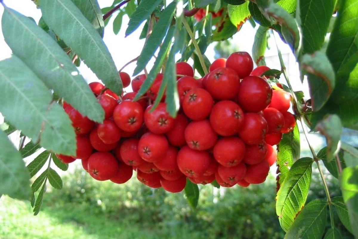 Рябина: польза и вред для человеческого организма