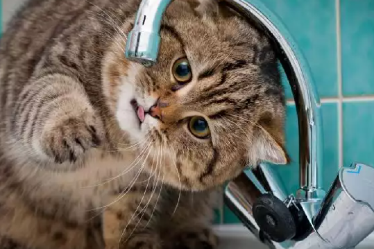 Делайте запасы: 4 ноября часть Лисичанска оставят без воды Делайте запасы: 4 ноября часть Лисичанска оставят без воды