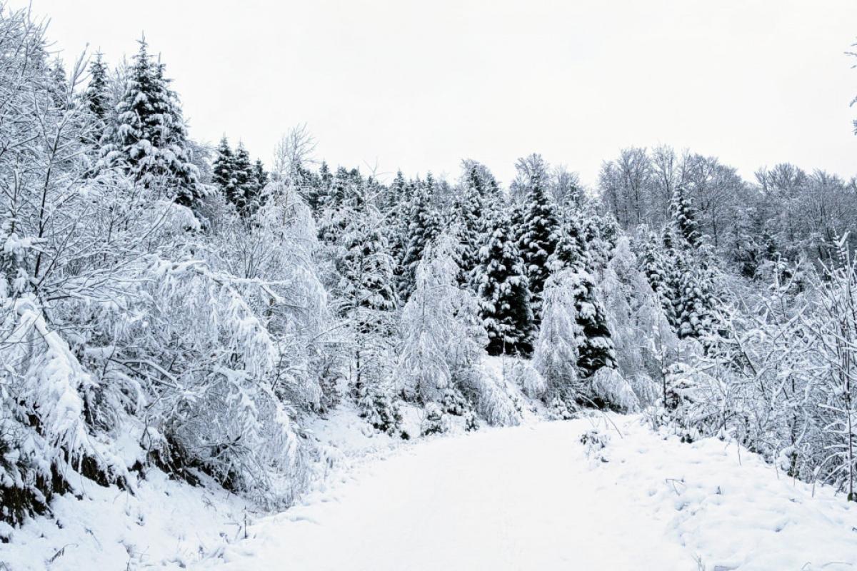 Крупный, дикий и не приручается: в карпатских лесах увидели редкого зверя