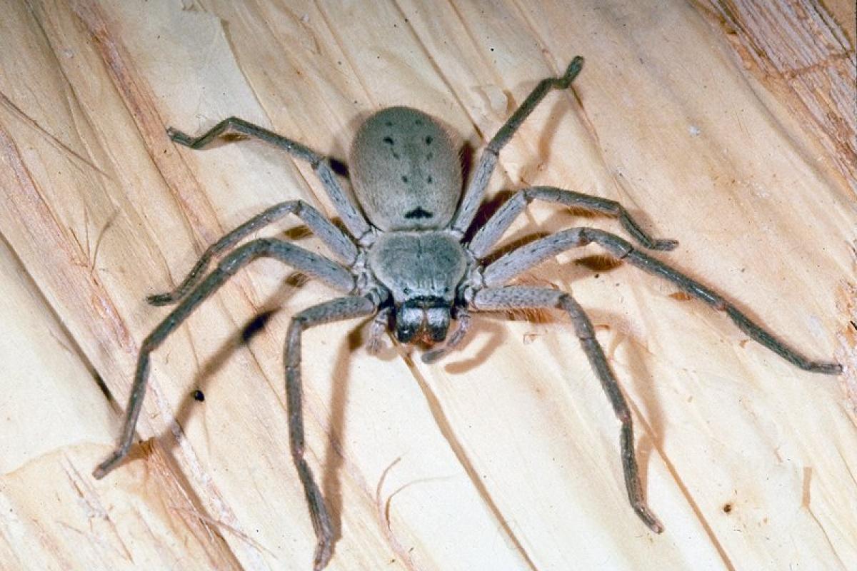 Це Австралія, дитинко: Величезний павук мало не зірвав прес-конференцію міністра охорони здоров'я Це Австралія, дитинко: Величезний павук мало не зірвав прес-конференцію міністра охорони здоров'я