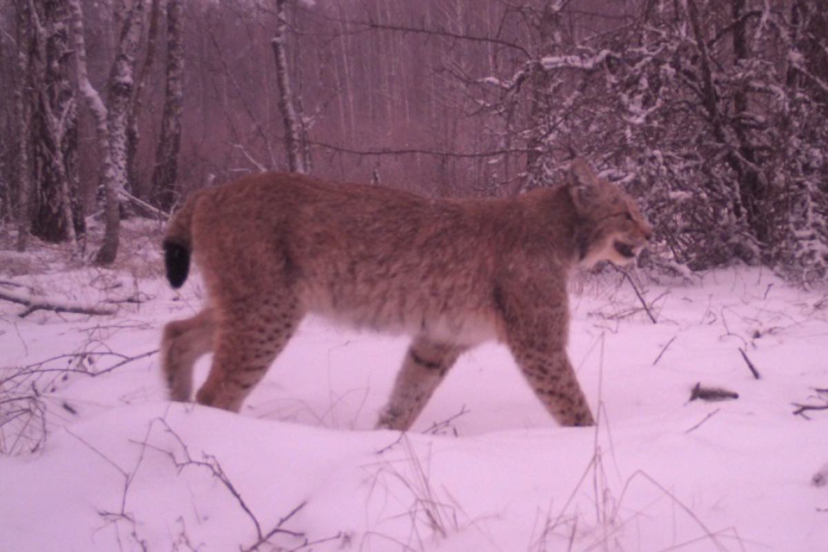 Українці дали імена чорнобильським рисям: фото