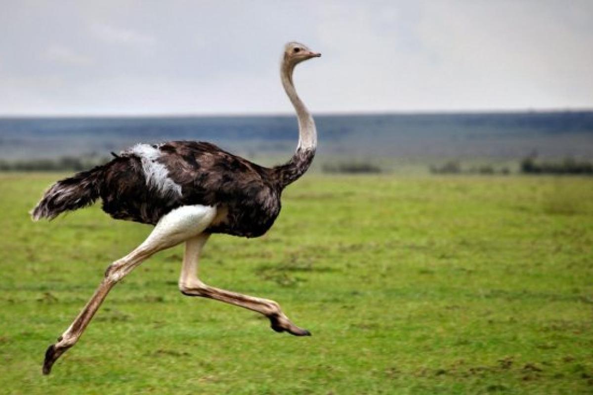 У Китаї 80 страусів влаштували забіг міськими вулицями: відео