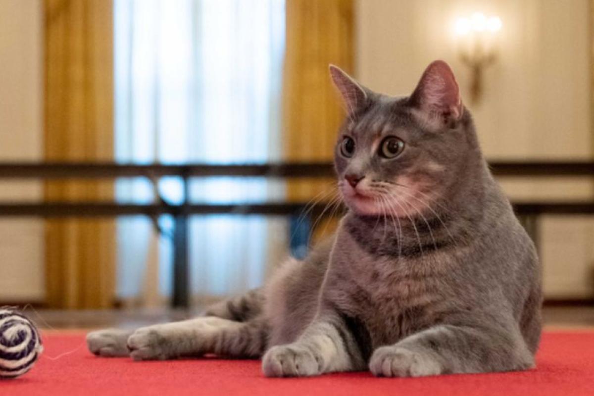 Президентський улюбленець: Байдени завели в Білому домі кішку Президентський улюбленець: Байдени завели в Білому домі кішку