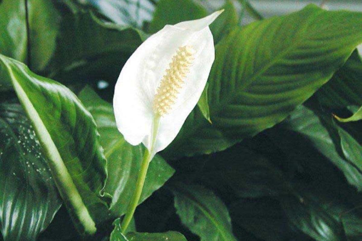 Названі кімнатні рослини, які принесуть в будинок любов і сімейне щастя