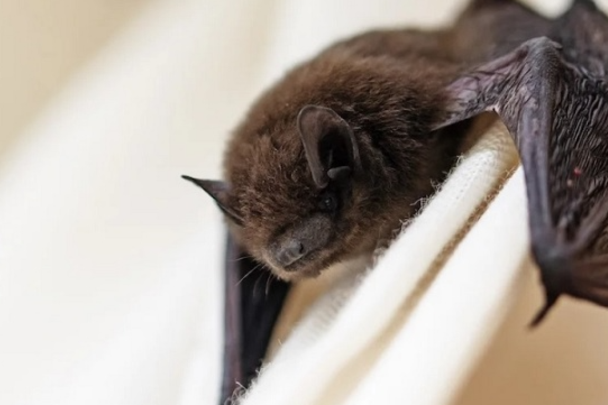 У Лисичанську під'їзд "окупували" незвичайні мешканці: комунальники розводять руками