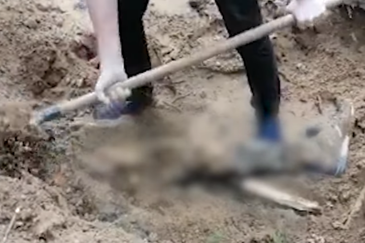 На Киевщине нашли еще одно массовое захоронение граждан, замученных оккупантами На Киевщине нашли еще одно массовое захоронение граждан, замученных оккупантами