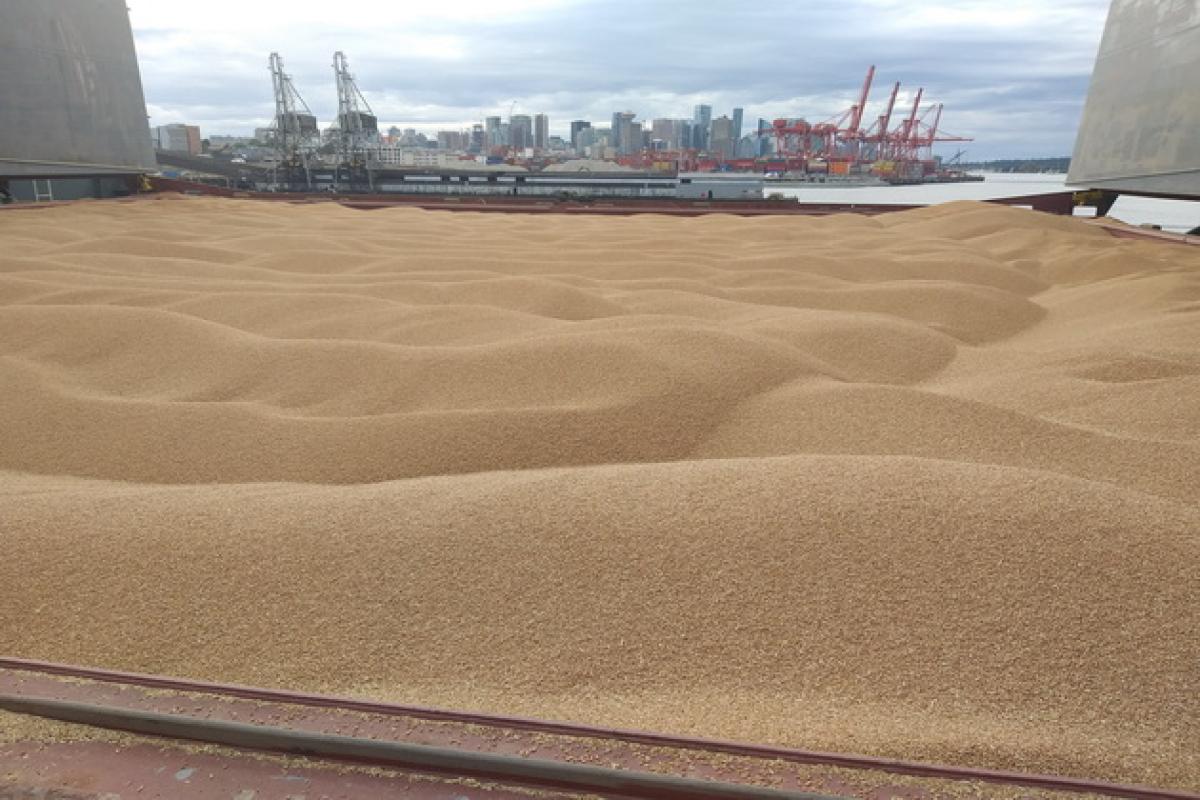 16 торговых судов уже прошли по устью Дуная за украинским зерном