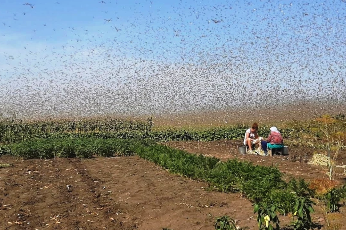 "Пішли кари єгипетські": Полчища сарани пожирають поля в Росії