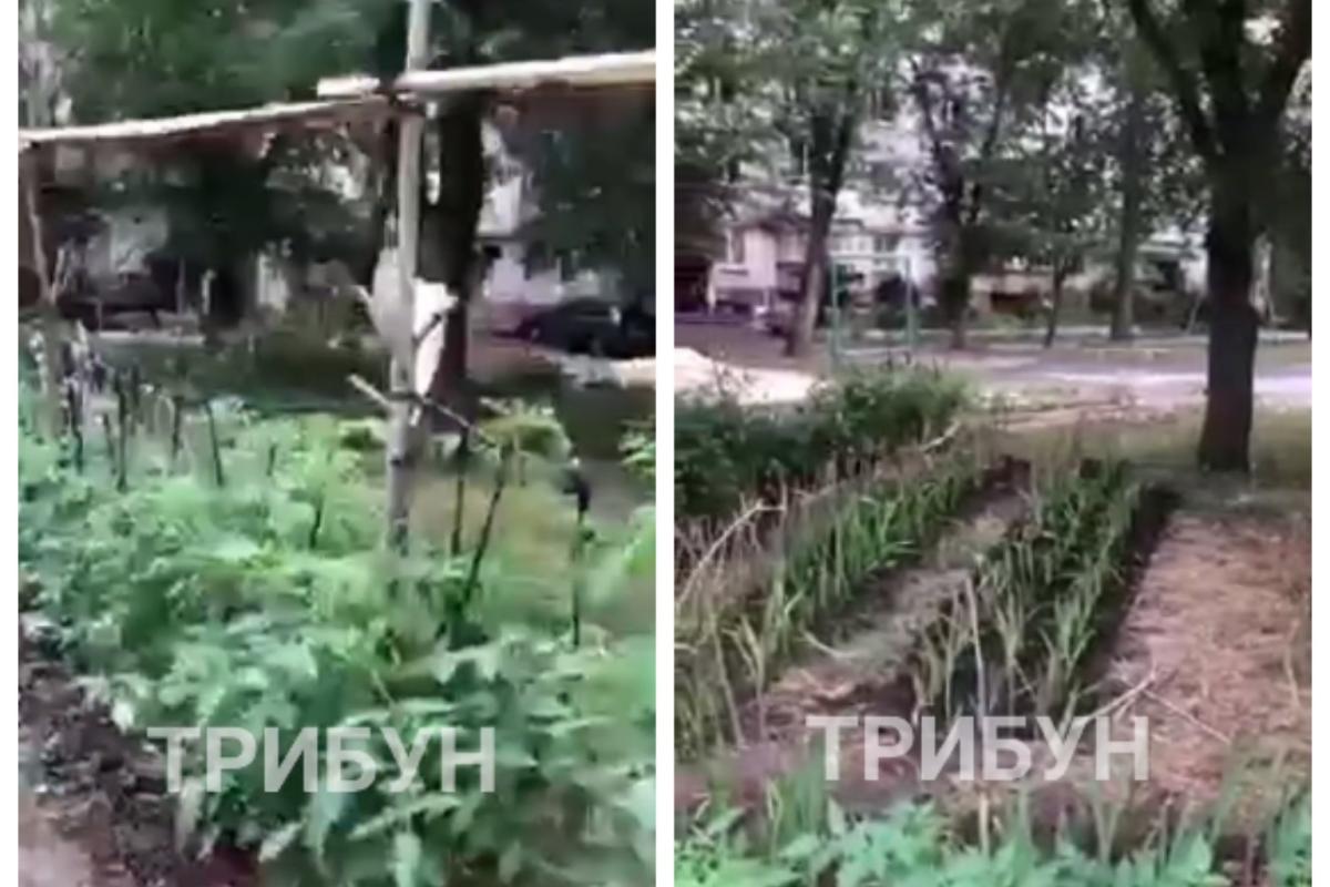У дворах багатоповерхівок тепер городи: як виживає Сєвєродонецьк в окупації У дворах багатоповерхівок тепер городи: як виживає Сєвєродонецьк в окупації
