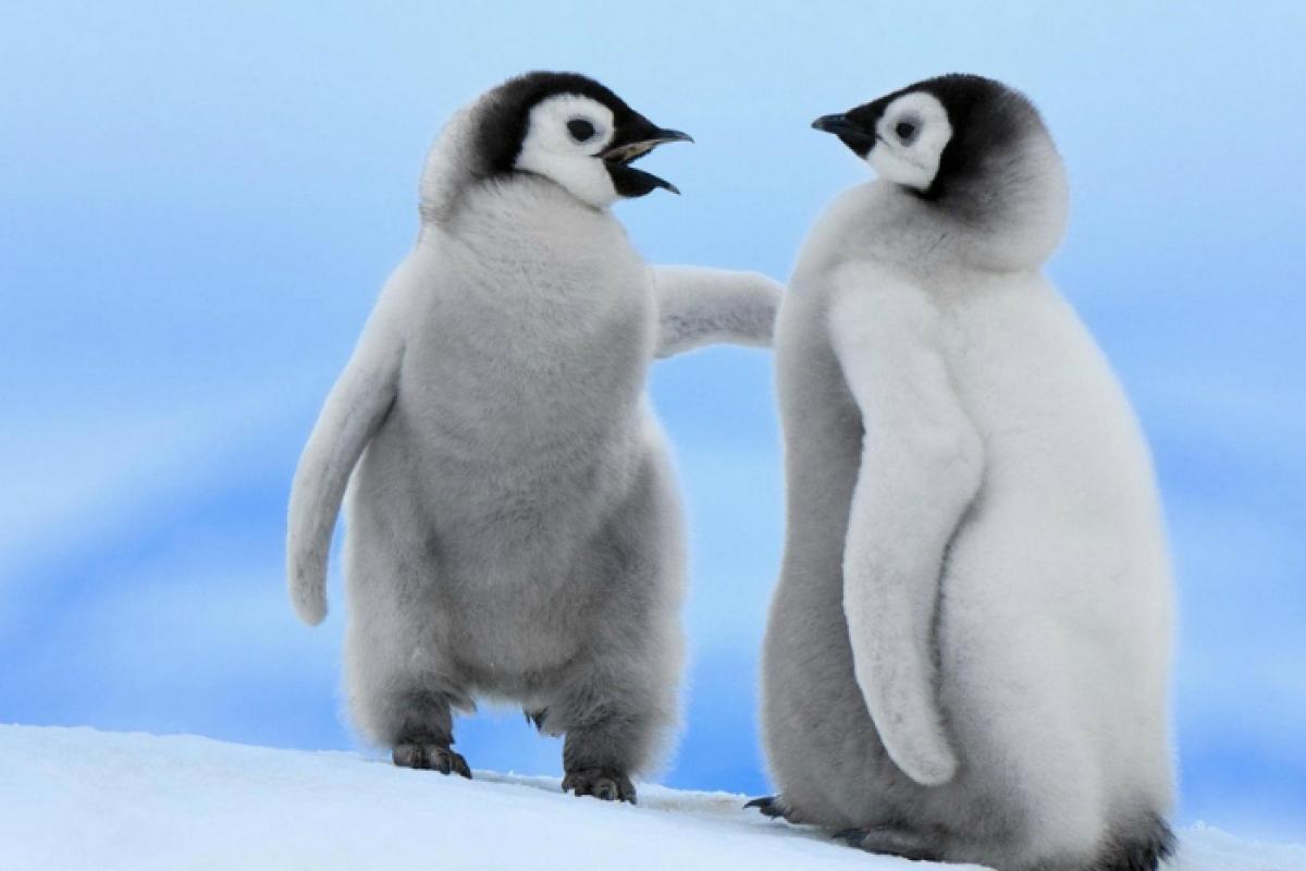 Сріблясті пухнастики: в Антарктиці народилися перші пінгвінячі малюки сезону